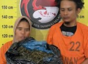 3 Kg Ganja Disita di Tapsel, Dua Pelaku Ditangkap Saat Antar Pakai Betor