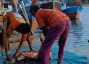 Bongkar Muat Daging Babi Lewat Pelabuhan Tikus Punggur, Diduga Tanpa Pengawasan Karantina Jadi Sorotan!