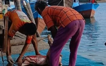 Bongkar Muat Daging Babi Lewat Pelabuhan Tikus Punggur, Diduga Tanpa Pengawasan Karantina Jadi Sorotan!