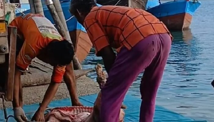 Bongkar Muat Daging Babi Lewat Pelabuhan Tikus Punggur, Diduga Tanpa Pengawasan Karantina Jadi Sorotan!