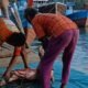 Bongkar Muat Daging Babi Lewat Pelabuhan Tikus Punggur, Diduga Tanpa Pengawasan Karantina Jadi Sorotan