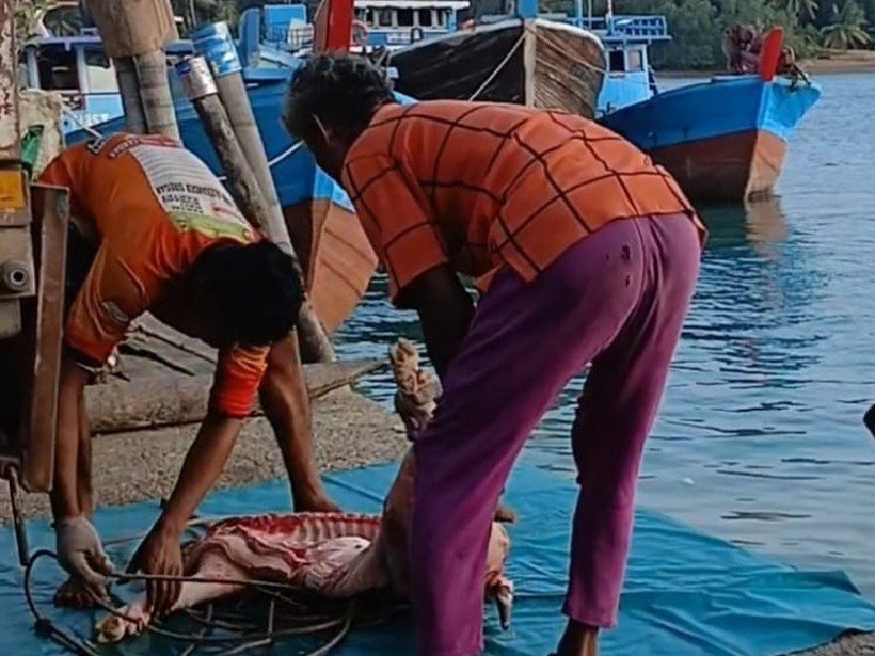 Bongkar Muat Daging Babi Lewat Pelabuhan Tikus Punggur, Diduga Tanpa Pengawasan Karantina Jadi Sorotan