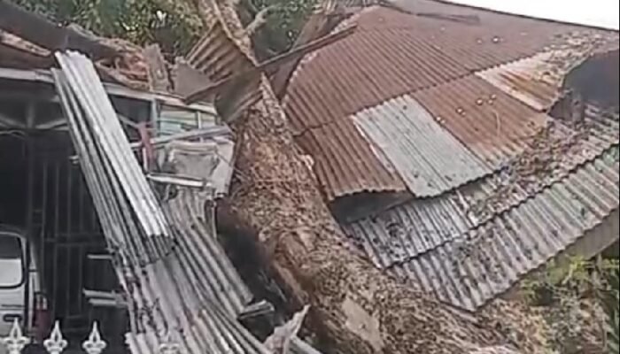 Pohon Tumbang Hantam Rumah di Medan Denai, Korban Mengaku Sudah Lapor Sebelumnya