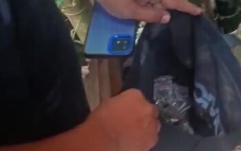 Satresnarkoba Polrestabes Medan Bongkar Modus Baru Peredaran Ganja di Pohon Bambu