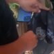 Petugas Satresnarkoba Polrestabes Medan saat menunjukkan barang bukti ganja dari modus penyimpanan di pohon bambu.