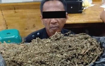 Oknum Satpam Edarkan Ganja Saat Bekerja, Polisi Sita 3 Ons
