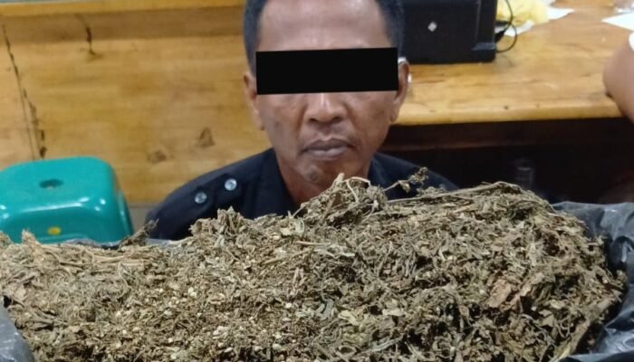 Oknum Satpam Edarkan Ganja Saat Bekerja, Polisi Sita 3 Ons