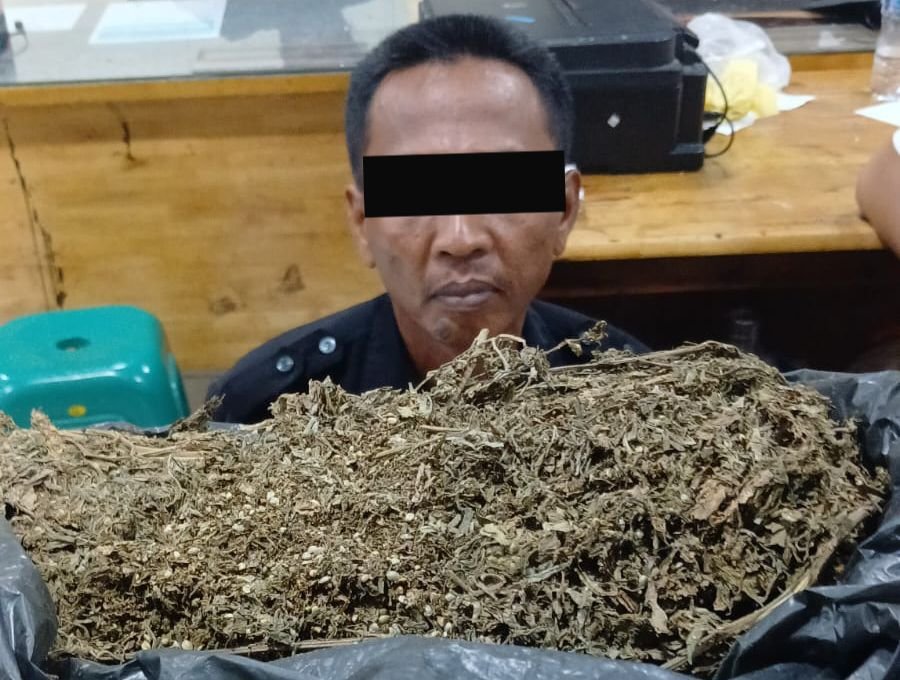 Polisi menangkap oknum Satpam yang diduga mengedarkan narkotika jenis ganja di kawasan Tanjung Sari, Medan.